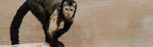 Panoramic shot of cute monkey in zoo — Stock Photo