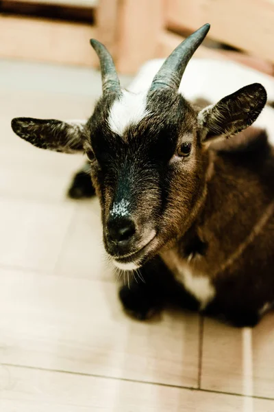 Selective focus of cute goat in zoo — Stock Photo