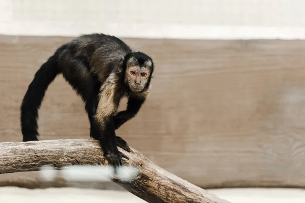 Enfoque selectivo del chimpancé en el zoológico - foto de stock
