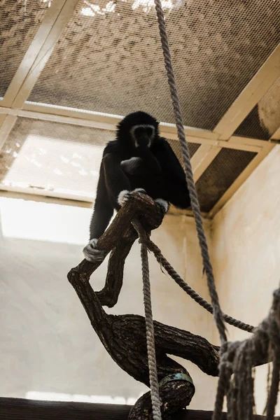 Selective focus of monkey sitting on log near ropes — Stock Photo