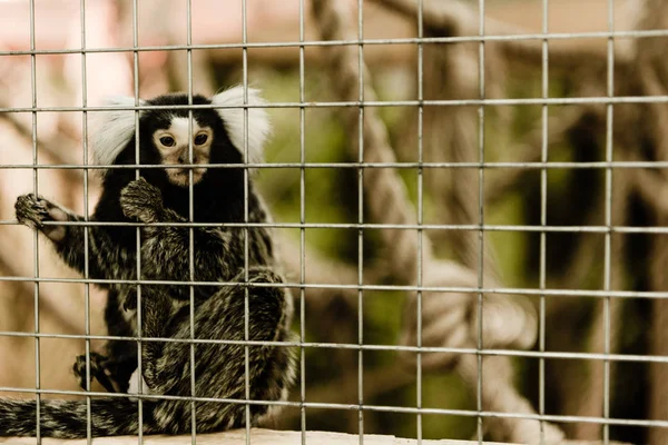 Selective focus of marmoset monkey near cage in zoo — Stock Photo