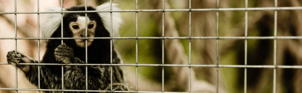 Colpo panoramico di scimmia marmoset vicino alla gabbia nello zoo — Foto stock