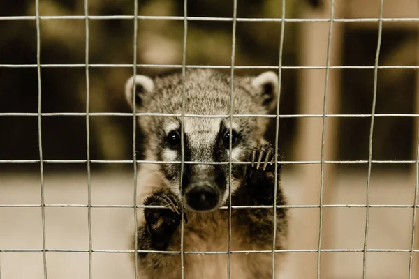 Selective focus of cute nasua near cage — Stock Photo