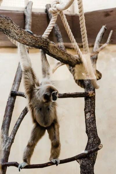 Selective focus of marmoset monkey climbing in zoo — Stock Photo