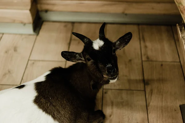 Cute goat looking at camera in zoo — Stock Photo