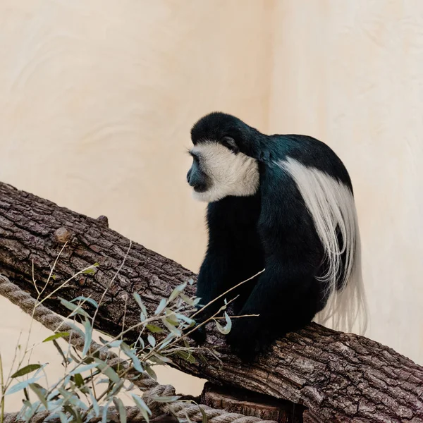Fuoco selettivo di adorabile scimmia in bianco e nero seduto su un albero — Foto stock