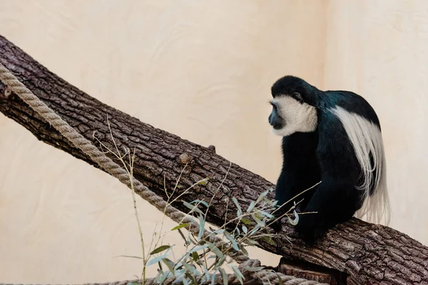 Foyer sélectif de singe noir et blanc mignon assis sur l'arbre — Photo de stock