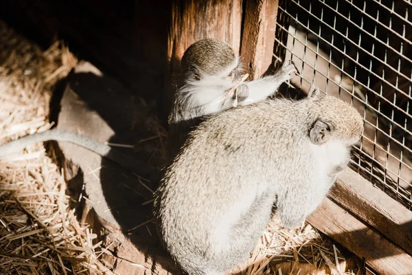 Selective focus of cute monkeys near cage — Stock Photo