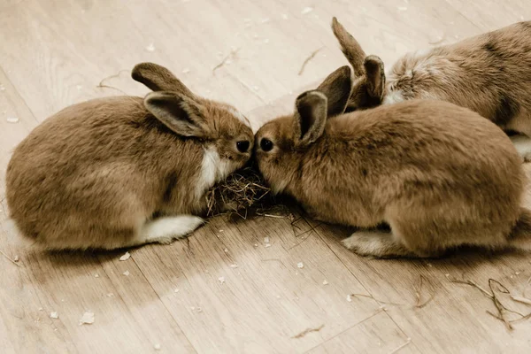 Conejos lindos y esponjosos sentados cerca del heno - foto de stock