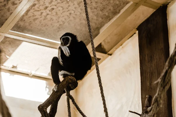 Selective focus of cute chimpanzee sitting near rope — Stock Photo