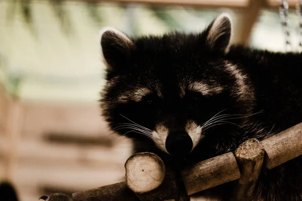 Cute and fluffy raccoon in zoo — Stock Photo