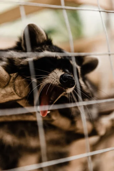 Selective focus cute and fluffy raccoon yawning in zoo — Stock Photo