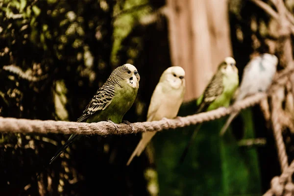 Selective focus of parrots sitting on rope in zoo — Stock Photo