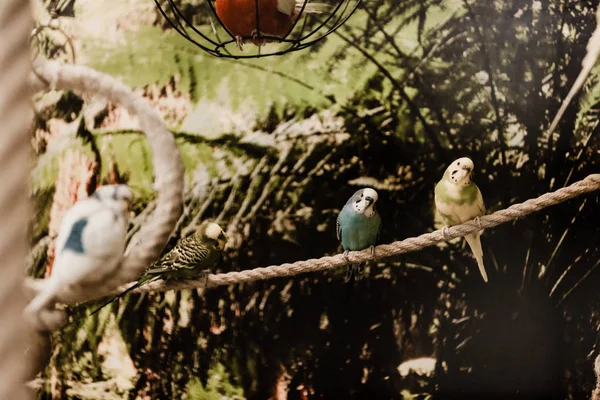 Selective focus of parrots sitting on rope in zoo — Stock Photo