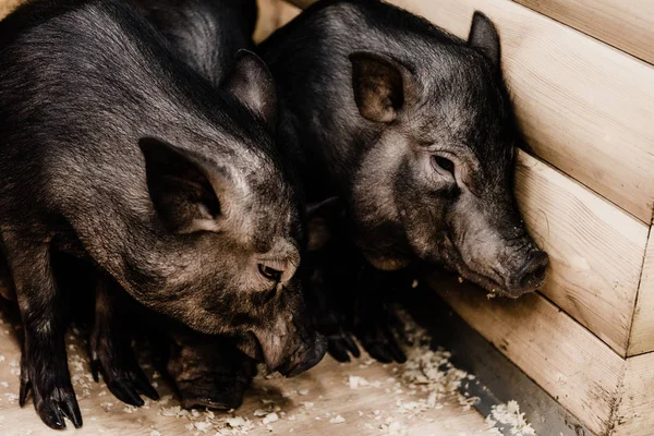 Adorable pigs standing on dirty floor — Stock Photo