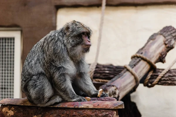 Enfoque selectivo de mono sosteniendo galleta dulce en el zoológico - foto de stock
