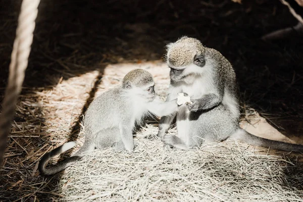 Sunlight on cute monkeys holding nut — стоковое фото