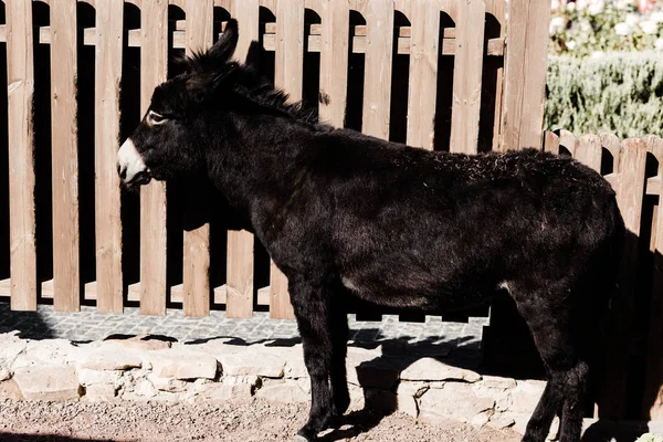 Sonnenlicht auf schwarzem Esel, der in der Nähe von Holzzaun steht — Stockfoto