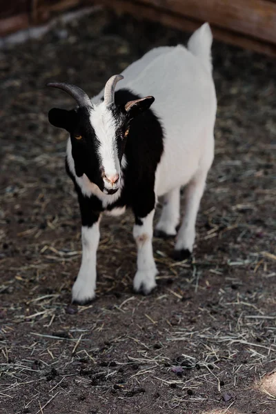 Sunlight on cute goat standing on ground with hay — Stock Photo