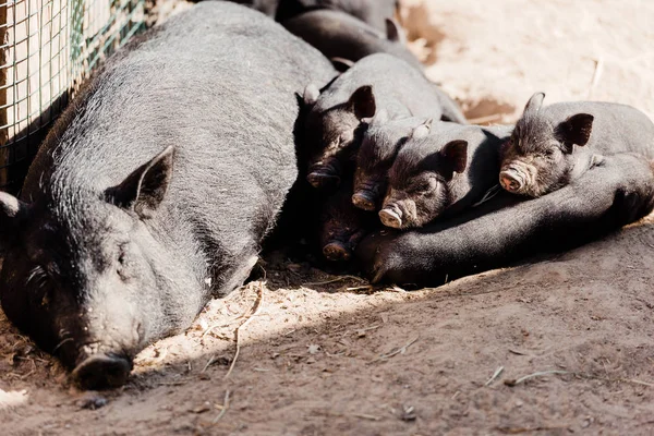 Niedliche Babyschweine und große Schweine auf dem Boden liegend — Stockfoto