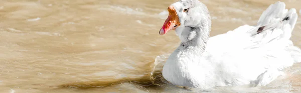 Plano panorámico de pato blanco nadando en el estanque - foto de stock
