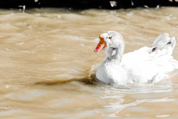 Pato branco nadando na lagoa no zoológico — Fotografia de Stock