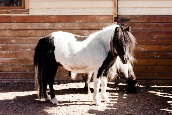 Pony horses standing near wooden fence — Stock Photo