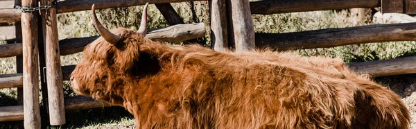 Panoramic shot of bison standing near wooden fence — Stock Photo