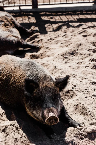 Foco seletivo de suínos na areia exterior — Fotografia de Stock