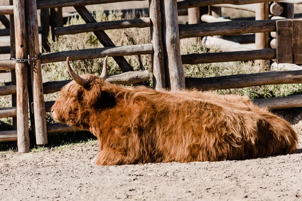 Bisonte peludo deitado perto de cerca de madeira no zoológico — Fotografia de Stock