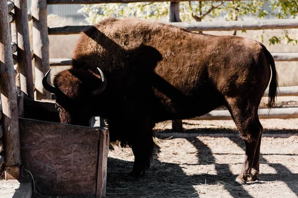 Bison standing near feeding trough in zoo — Stock Photo