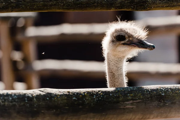 Foco selectivo de avestruz cerca de valla de madera en el zoológico - foto de stock