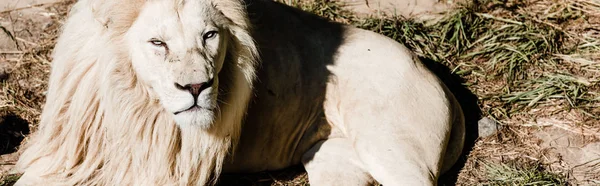 Colpo panoramico di pericoloso leone bianco sdraiato sull'erba all'esterno — Foto stock