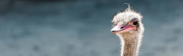 Panoramic shot of furry ostrich in zoo — Stock Photo