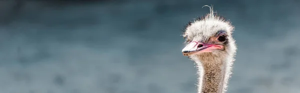 Plano panorámico de avestruz peludo en el zoológico - foto de stock