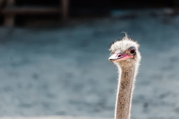 Пухнастий страусик в зоопарку з копіювальним простором — стокове фото