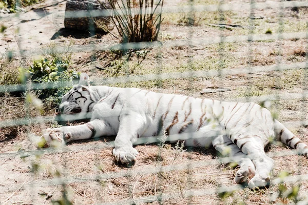 Messa a fuoco selettiva della tigre bianca che dorme vicino alla gabbia nello zoo — Foto stock