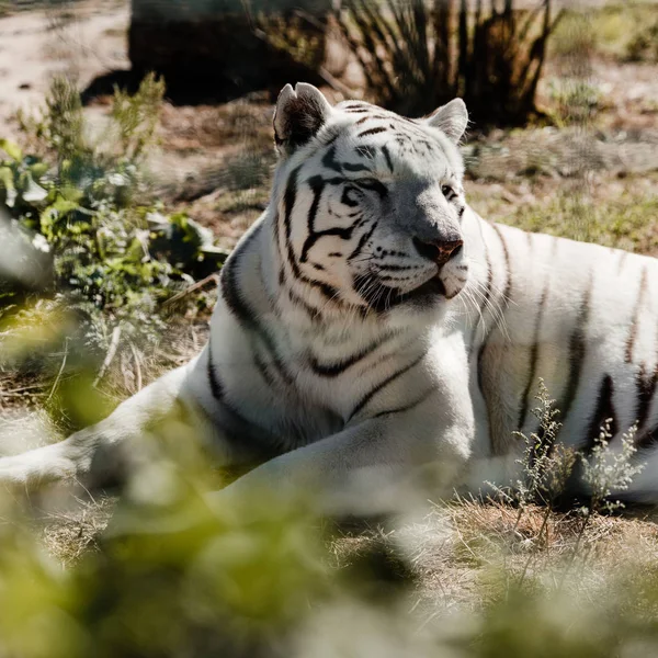 Selective focus of white tiger lying on ground outside — Stock Photo