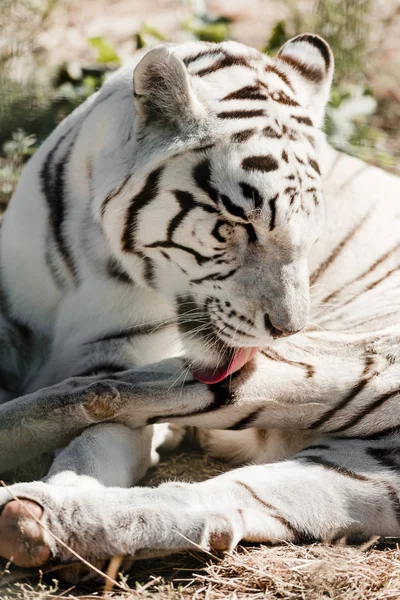 Tigre blanco lamiendo piel mientras está acostado en el suelo - foto de stock