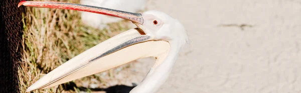 Panoramic shot of pelican with big beak screaming in zoo — Stock Photo