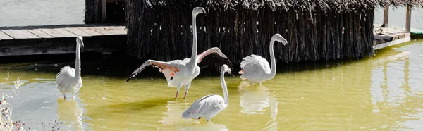 Panoramic shot of pink flamingos in pond near building — Stock Photo