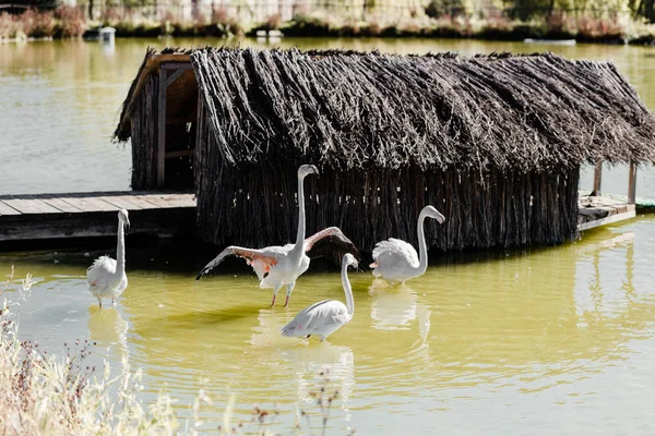 Pink flamingos walking in pond near building — Stock Photo