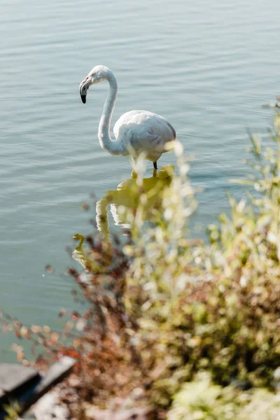 Selective focus of pink flamingo standing in pond — Stock Photo