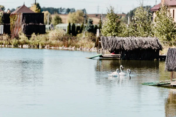 Pink flamingos swimming in pond near buildings and trees — Stock Photo