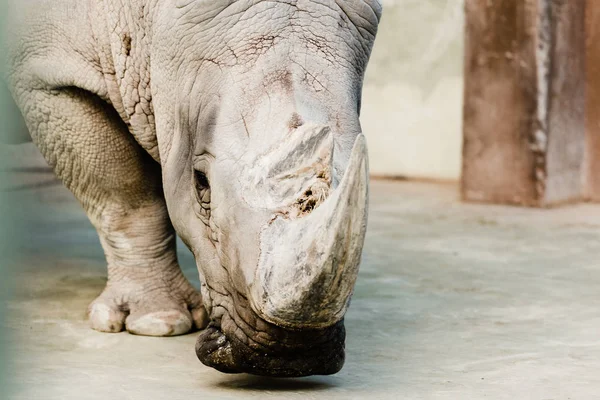 Enfoque selectivo de rinoceronte con cuerno grande en el zoológico - foto de stock