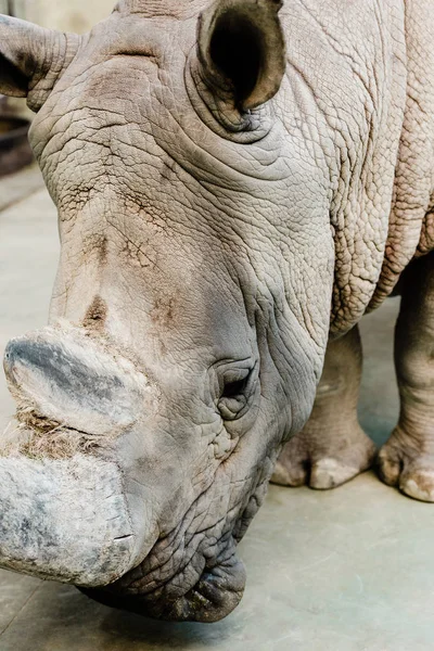 Primer plano de rinoceronte con cuerno grande en zoológico - foto de stock