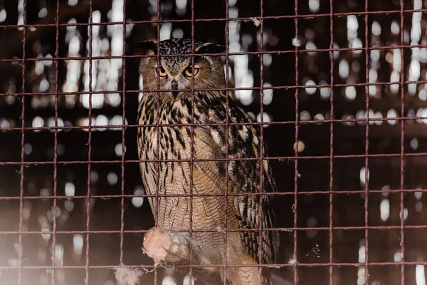 Selective focus of owl sitting near metallic cage in zoo — Stock Photo