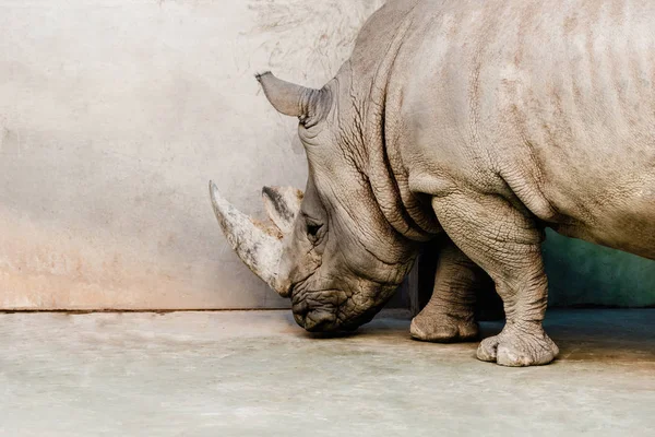 Rinoceronte de pie cerca de la pared en el zoológico - foto de stock