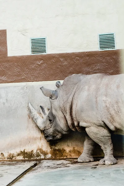 Rinoceronte de pie cerca de la pared envejecida en el zoológico - foto de stock