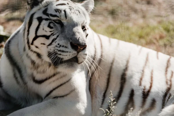 Messa a fuoco selettiva di tigre bianca sdraiata all'esterno nello zoo — Foto stock
